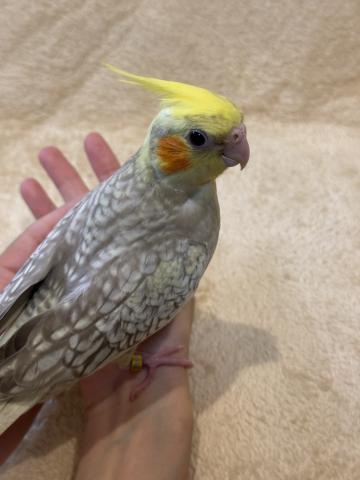 オカメインコの写真4