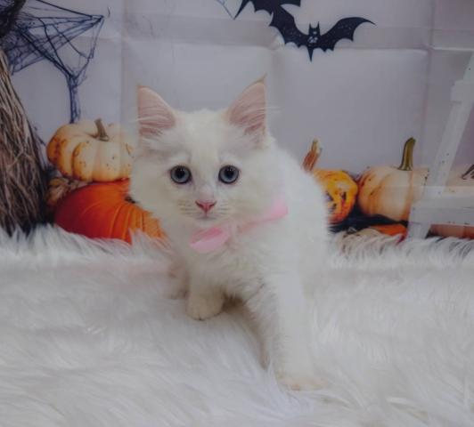 サイベリアン🍊あまなつちゃん♪ブルーの瞳の甘えん坊の写真6