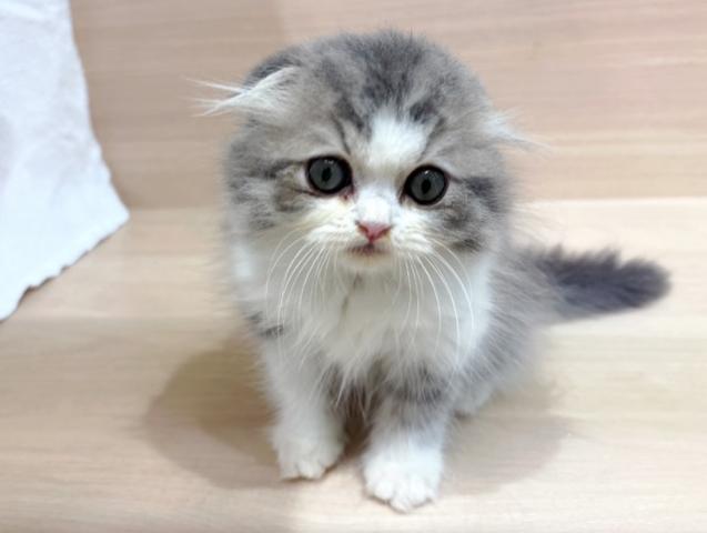 スコティッシュフォールドの写真4