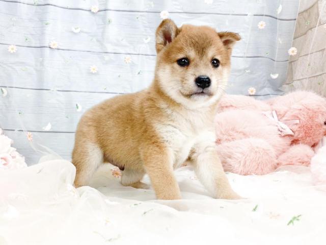 柴犬の写真3