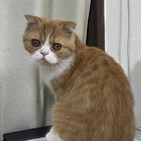 フォールデックスの写真3