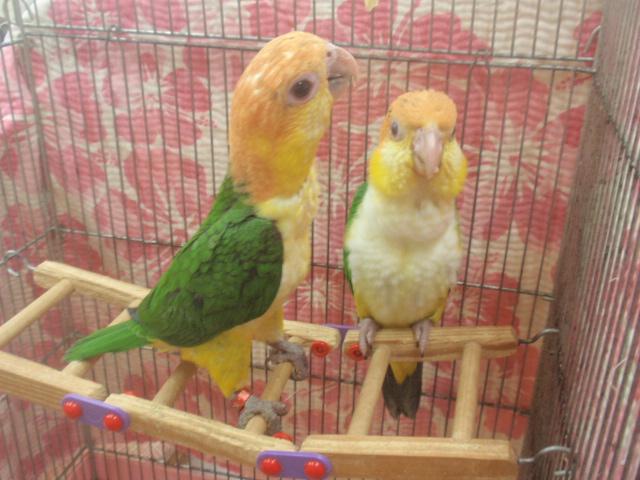 シロハラインコ♪ 若ペア(^_-)-☆