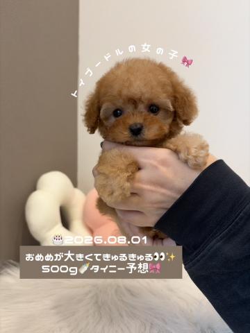 トイプードルタイニーサイズ予想🍼
