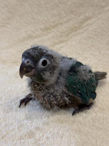 ウロコインコブルーの写真3