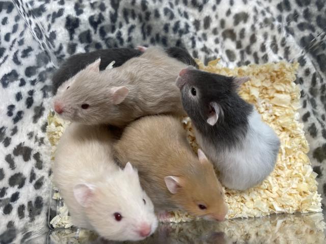 長毛ゴールデンハムスター