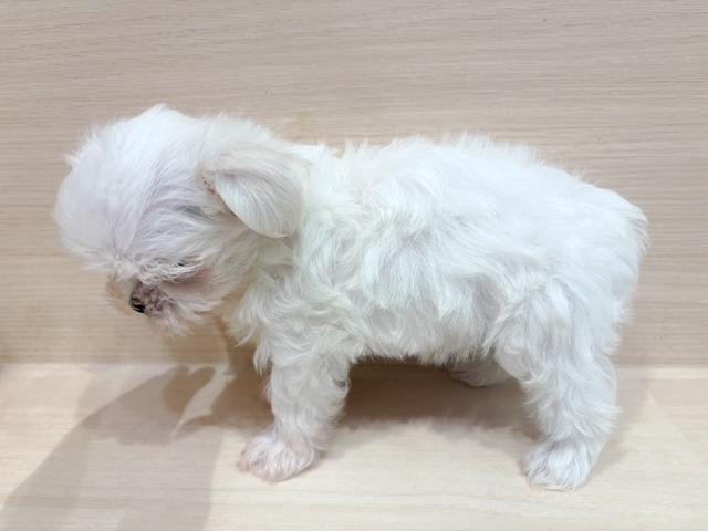 マルチーズの写真2