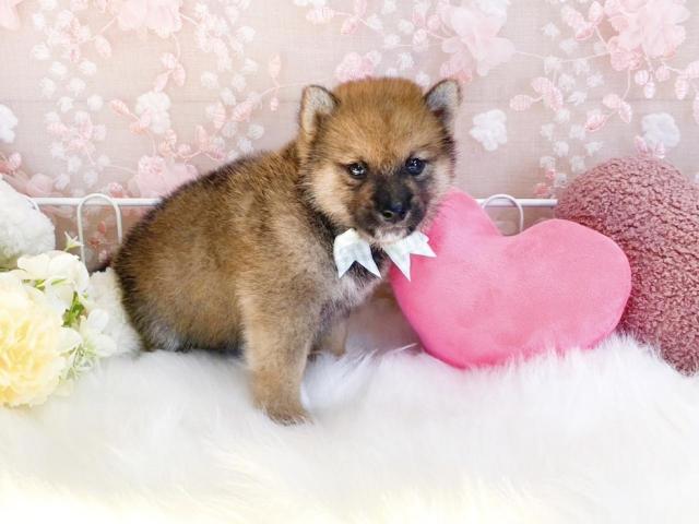 柴犬の写真2
