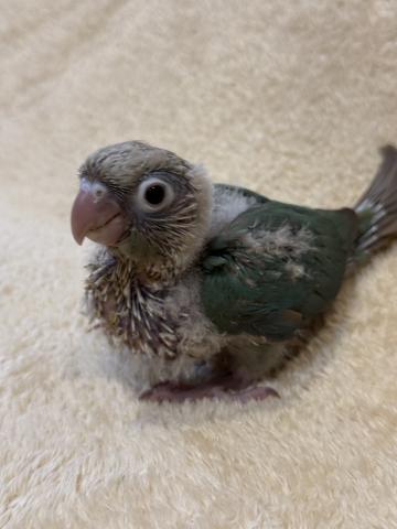ウロコインコ　ブルーシナモンの写真3