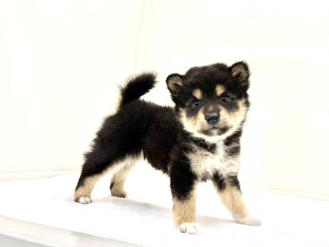 MIXポメラニアン×豆柴犬 201