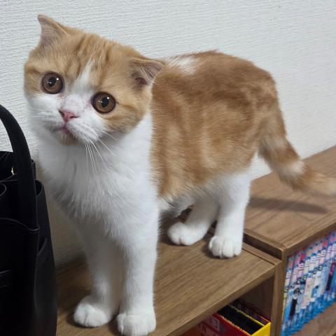 フォールデックスの写真4