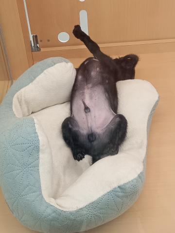 ダックス×プードルの写真3