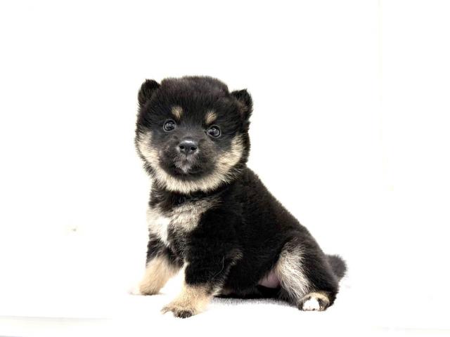MIXポメラニアン×豆柴犬 835の写真4