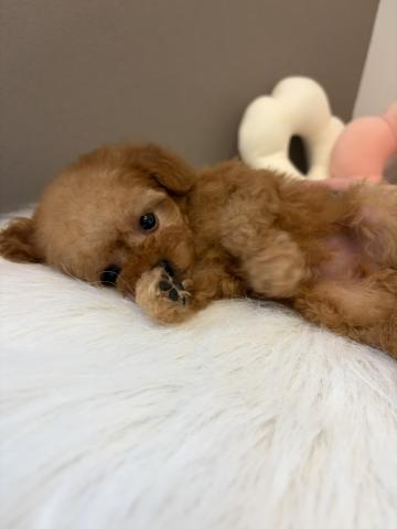 トイプードルタイニーサイズ予想🍼の写真5