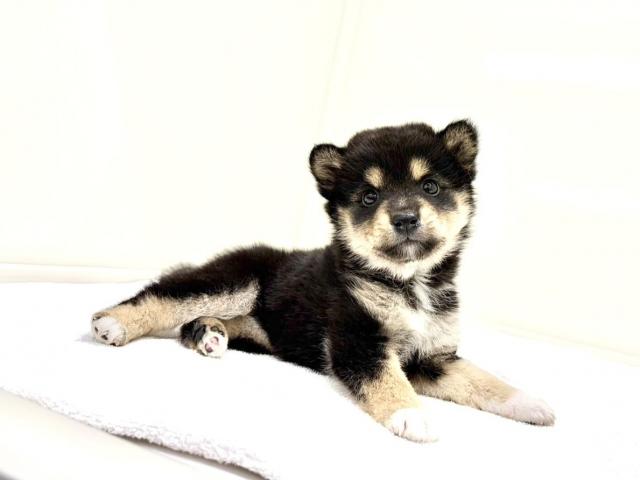 MIXポメラニアン×豆柴犬 201の写真6