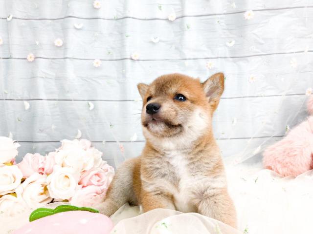 柴犬の写真3