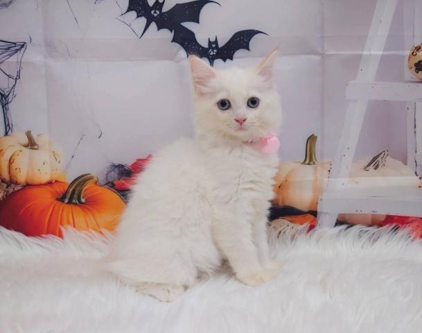 サイベリアン🍊あまなつちゃん♪ブルーの瞳の甘えん坊の写真4