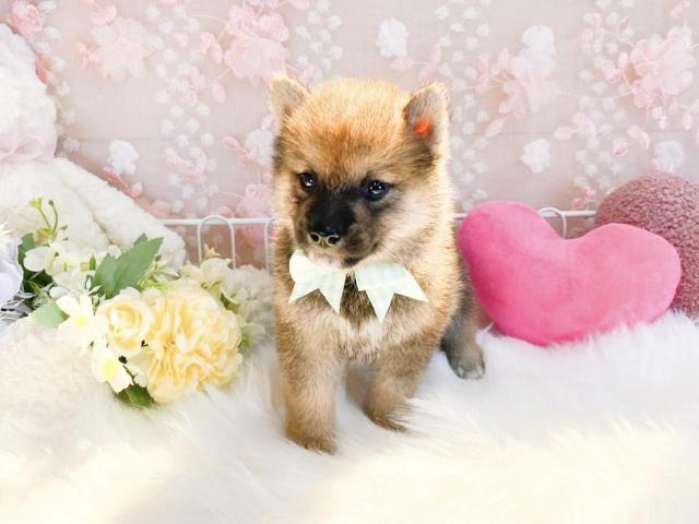 柴犬