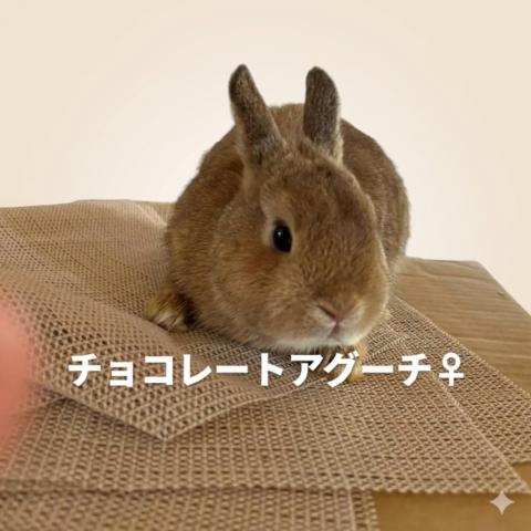 ネザーランドドワーフ