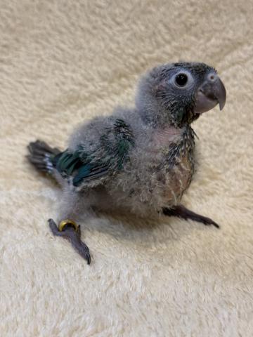 ウロコインコブルー