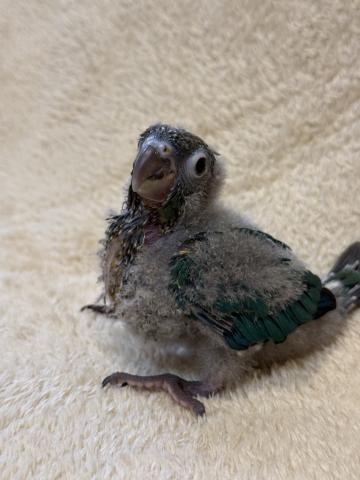 ウロコインコブルーの写真4