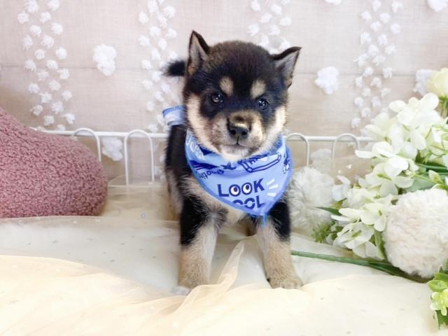 柴犬の写真3
