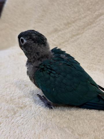 ウロコインコブルーの写真4