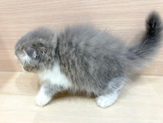 スコティッシュフォールドの写真2