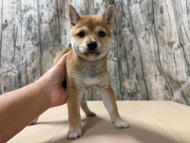豆柴犬