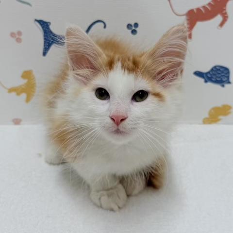ノルウェージャンフォレストキャットの写真2