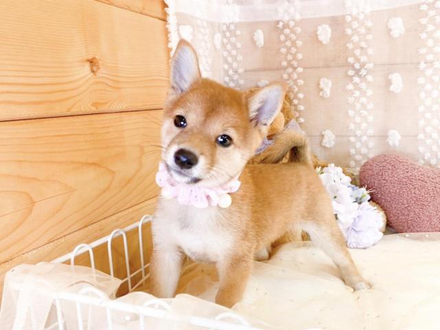 柴犬