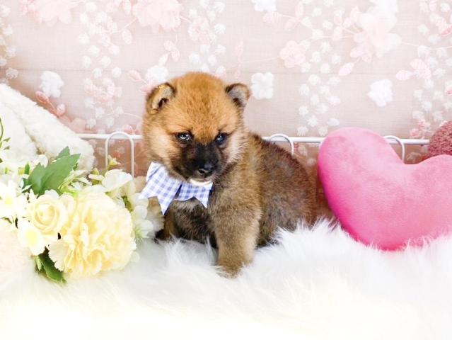 柴犬の写真3