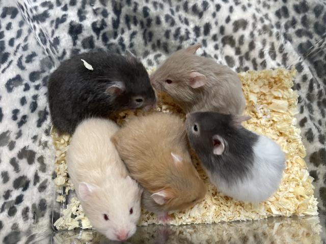 ハムスター 長毛ゴールデンハムスターの写真2
