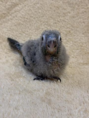 ウロコインコブルーの写真4