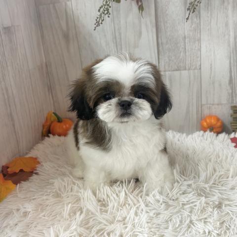 シーズーの写真2