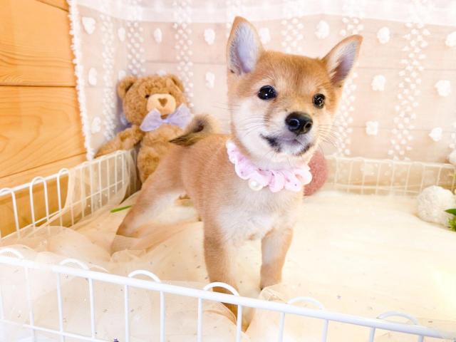 柴犬の写真2