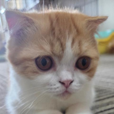 フォールデックス