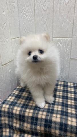 ポメラニアン