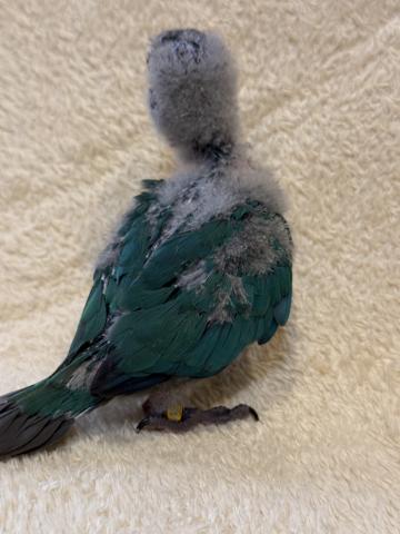 ウロコインコブルーの写真4