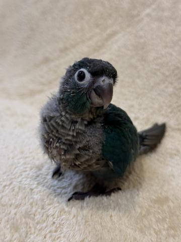 ウロコインコブルーの写真2