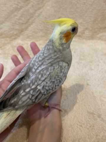 オカメインコの写真3
