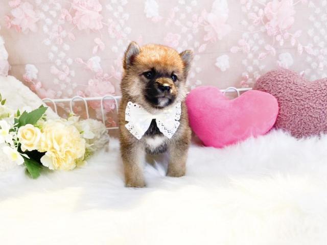 柴犬の写真3