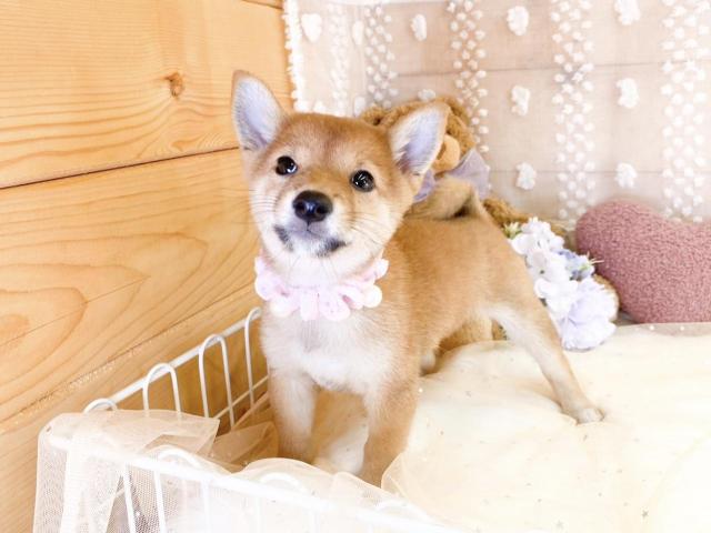 柴犬の写真3