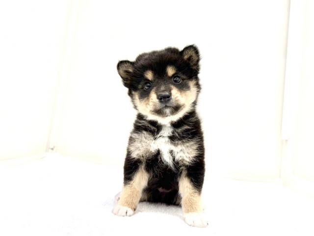 MIXポメラニアン×豆柴犬 201の写真2