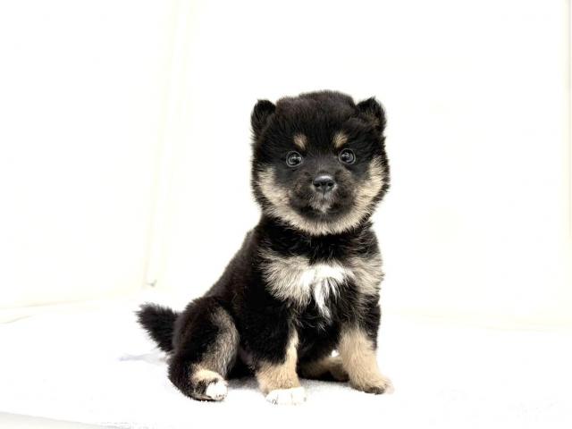 MIXポメラニアン×豆柴犬 835の写真5