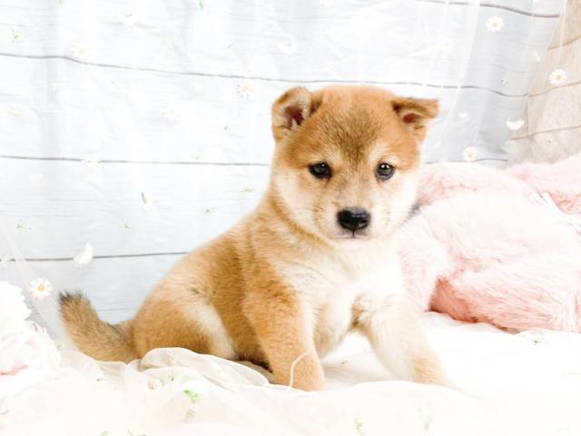 柴犬