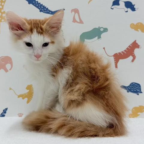 ノルウェージャンフォレストキャットの写真3