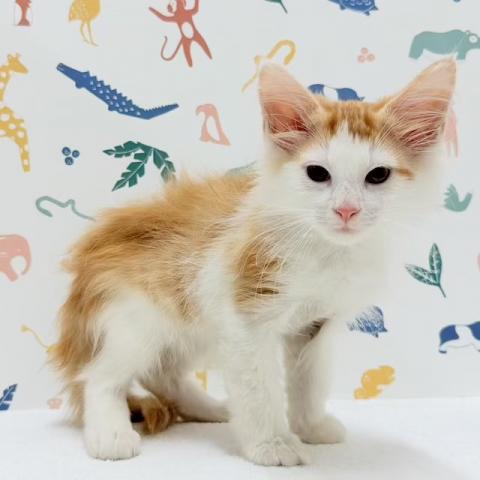 ノルウェージャンフォレストキャットの写真4