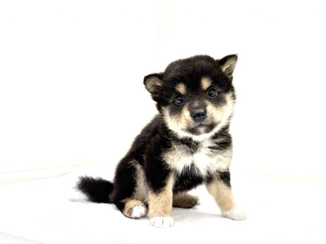 MIXポメラニアン×豆柴犬 201の写真4