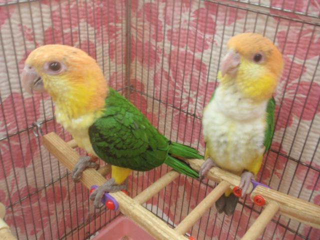 シロハラインコ♪　若ペア(^_-)-☆の写真2