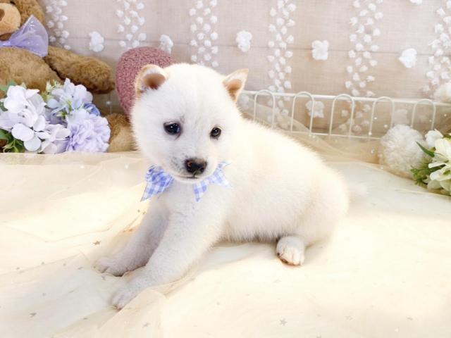 柴犬の写真3